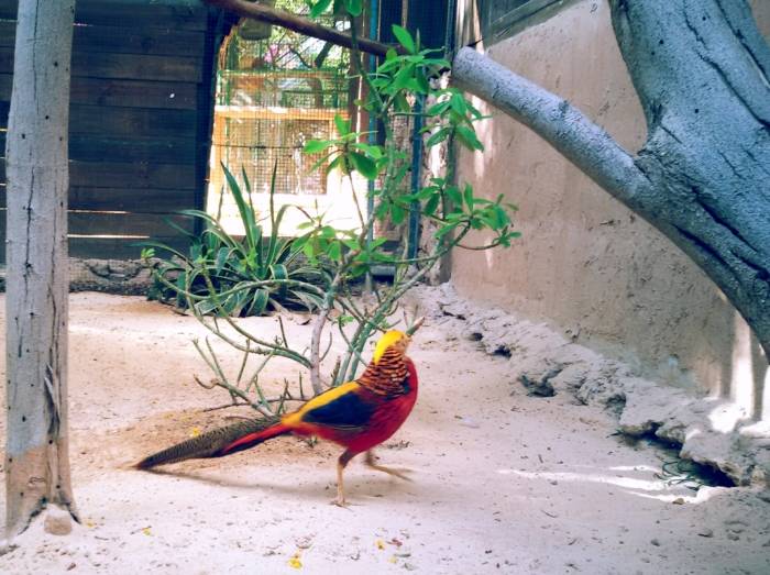 Fuertaventura, Oasis Park