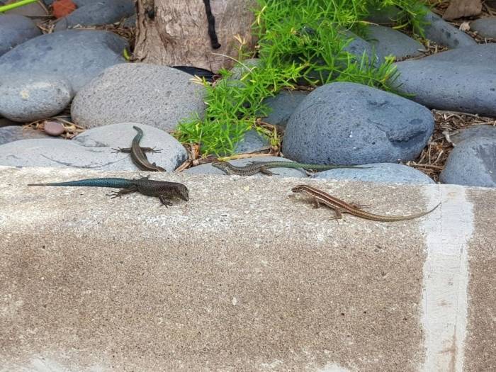 Madeira, Lizard