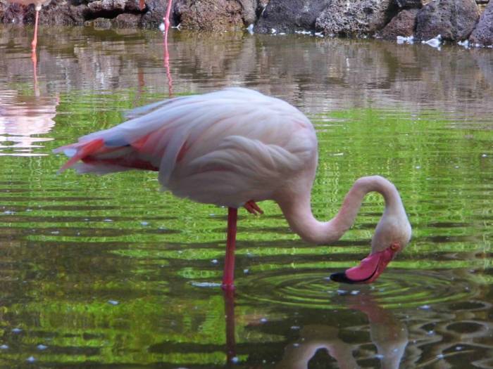 Fuertaventura, Oasis Park