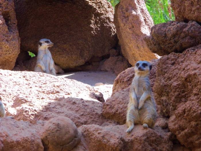 IFuertaventura, Oasis Park