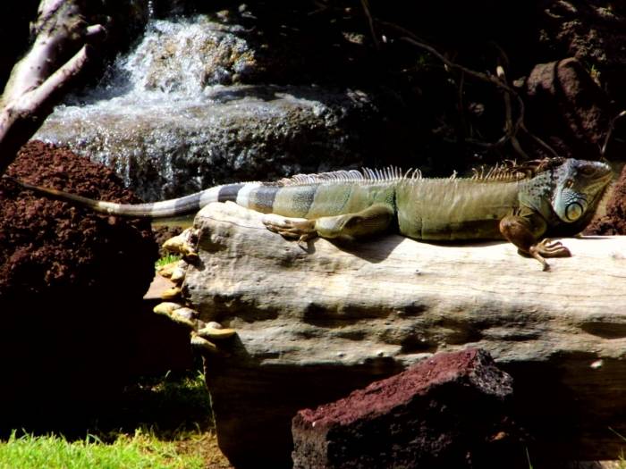 Fuertaventura, Oasis Park