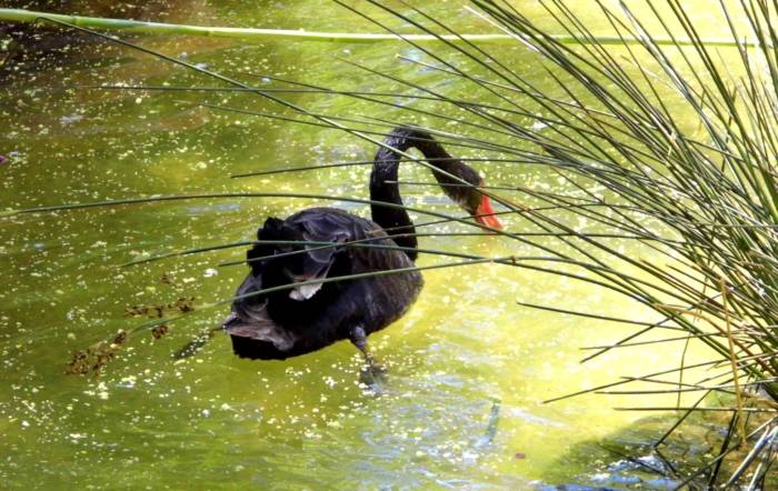 Fuertaventura, Oasis Park