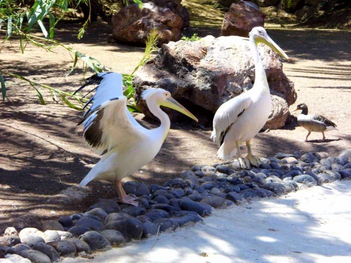Fuertaventura, Oasis Park