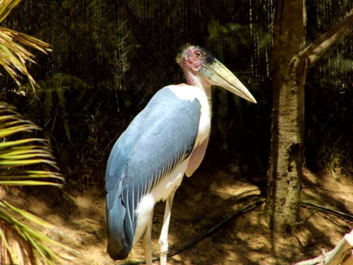 Fuertaventura, Oasis Park