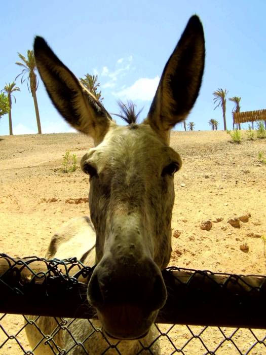 Fuertaventura, Oasis Park