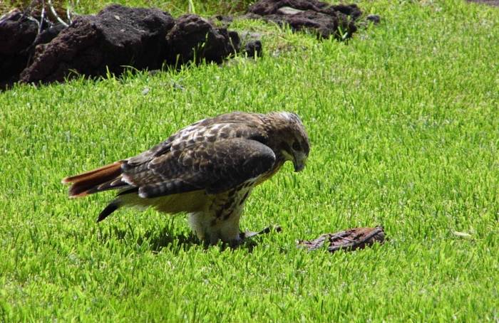 Fuertaventura, Oasis Park
