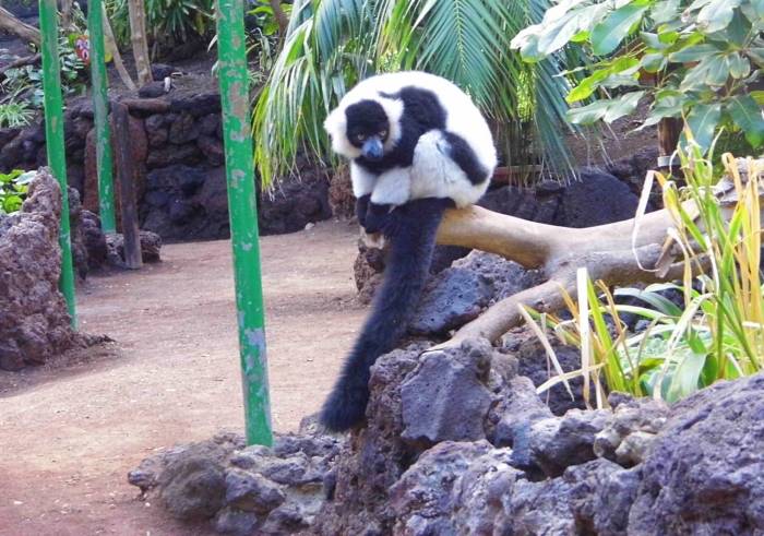 Fuertaventura, Oasis Park