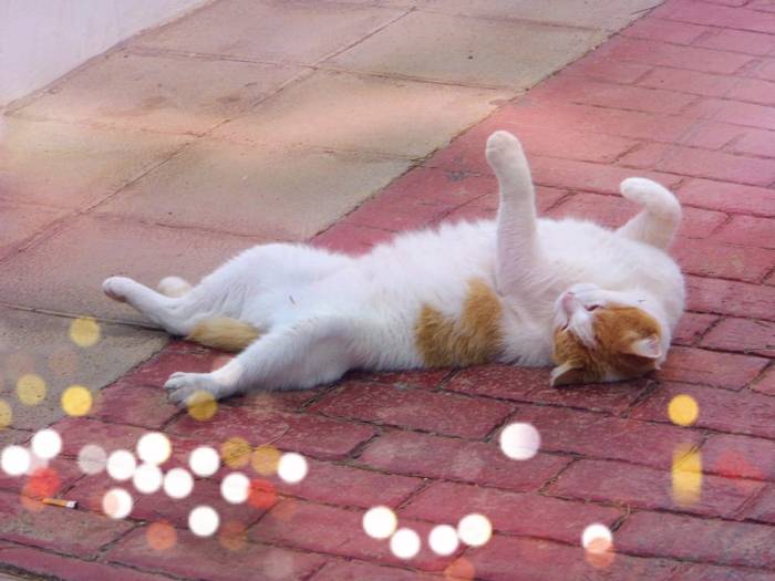 Fuertaventura, Oasis Park