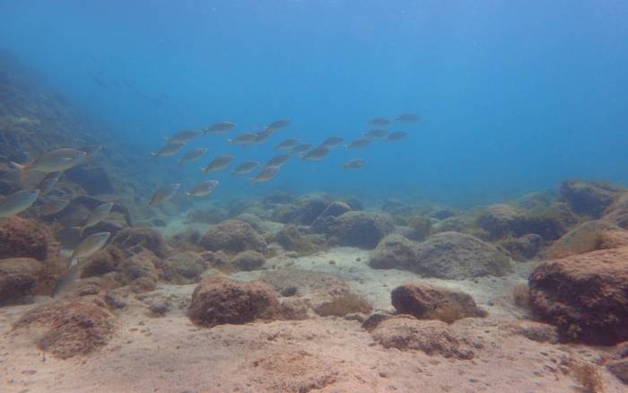 Fuertaventura, Oasis Park